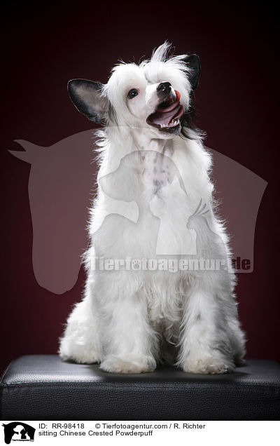 sitzender Chinesischer Schopfhund Powderpuff / sitting Chinese Crested Powderpuff / RR-98418