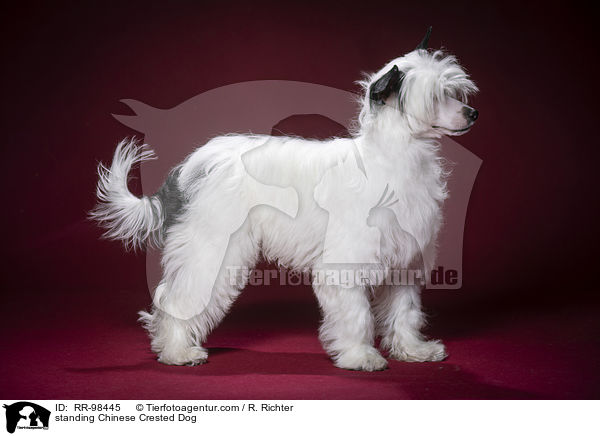 stehender Chinesischer Schopfhund / standing Chinese Crested Dog / RR-98445