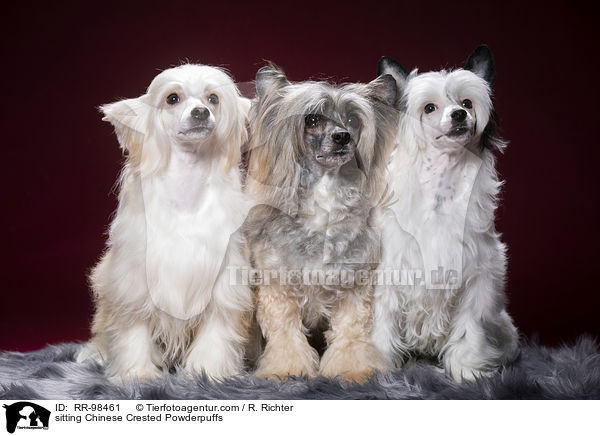 sitzende Chinesische Schopfhunde Powderpuff / sitting Chinese Crested Powderpuffs / RR-98461