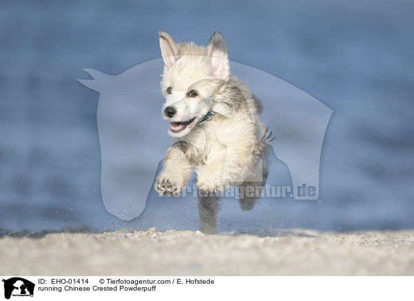 rennender Chinese Crested Powderpuff / running Chinese Crested Powderpuff / EHO-01414