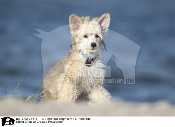 sitting Chinese Crested Powderpuff / EHO-01415