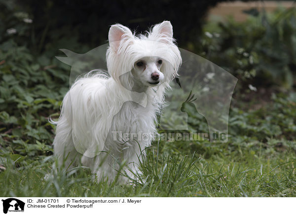 Chinese Crested Powderpuff / Chinese Crested Powderpuff / JM-01701