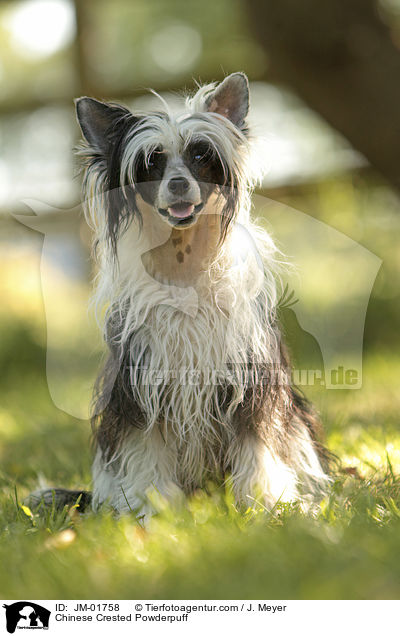 Chinese Crested Powderpuff / JM-01758