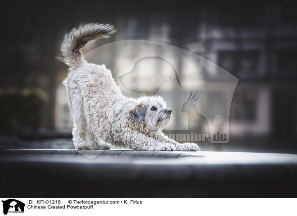 Chinese Crested Powderpuff / Chinese Crested Powderpuff / KFI-01218