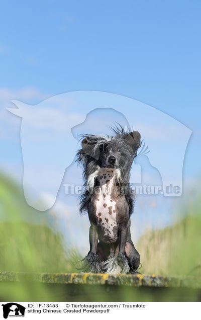 sitzender Chinese Crested Powderpuff / sitting Chinese Crested Powderpuff / IF-13453