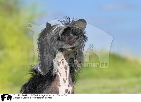 Chinese Crested Powderpuff Portrait / Chinese Crested Powderpuff portrait / IF-13467