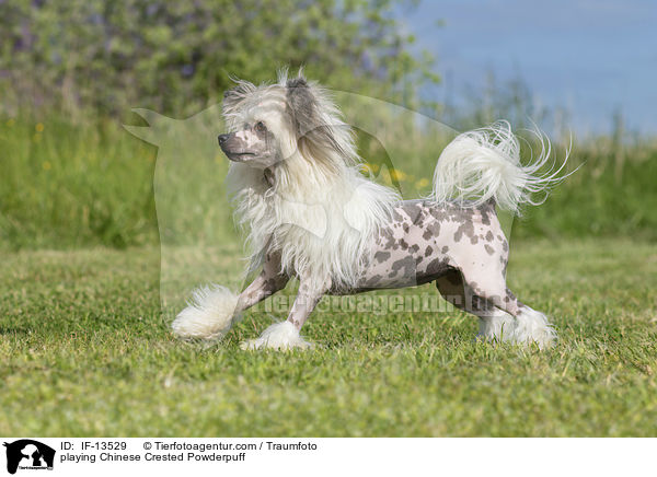 spielender Chinese Crested Powderpuff / playing Chinese Crested Powderpuff / IF-13529