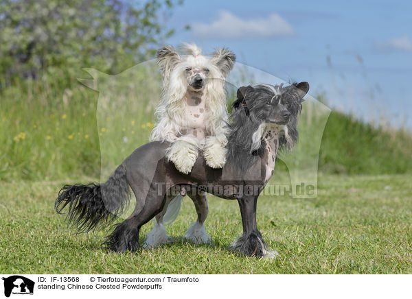stehende Chinese Crested Powderpuffs / standing Chinese Crested Powderpuffs / IF-13568