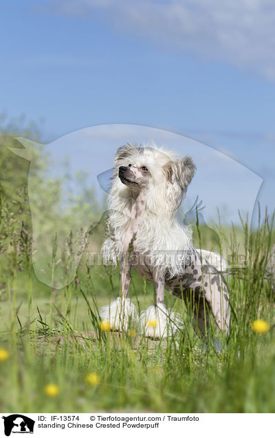 stehender Chinese Crested Powderpuff / standing Chinese Crested Powderpuff / IF-13574