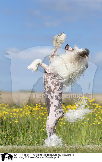 stehender Chinese Crested Powderpuff / standing Chinese Crested Powderpuff / IF-13581