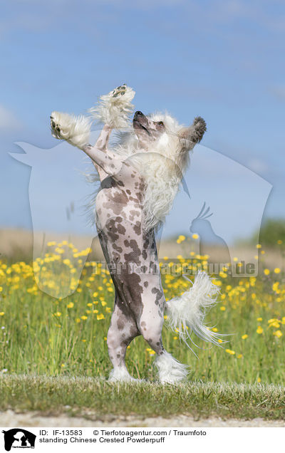 stehender Chinese Crested Powderpuff / standing Chinese Crested Powderpuff / IF-13583