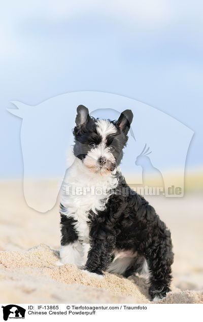 Chinese Crested Powderpuff / IF-13865