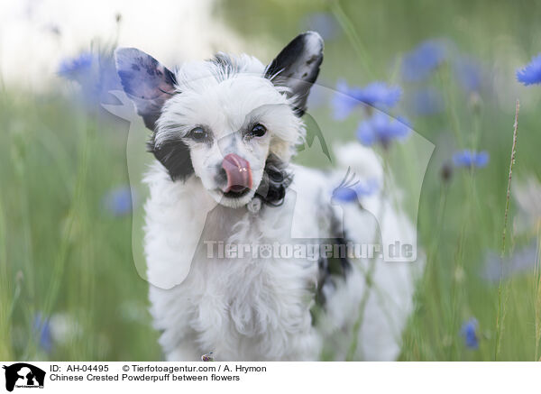 Chinese Crested Powderpuff zwischen Blumen / Chinese Crested Powderpuff between flowers / AH-04495