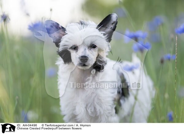 Chinese Crested Powderpuff zwischen Blumen / Chinese Crested Powderpuff between flowers / AH-04496
