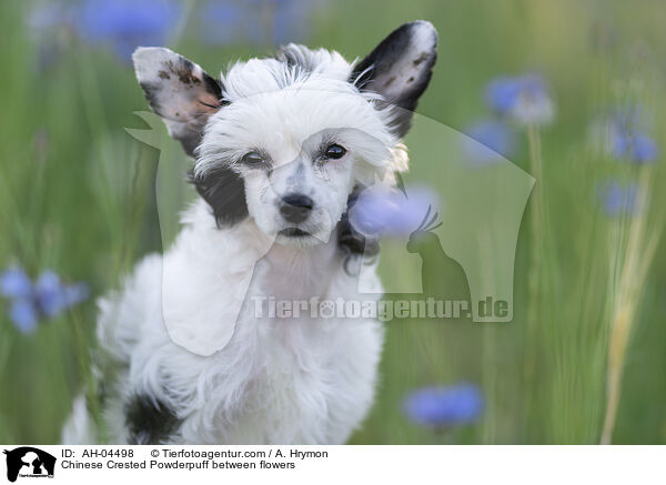 Chinese Crested Powderpuff zwischen Blumen / Chinese Crested Powderpuff between flowers / AH-04498