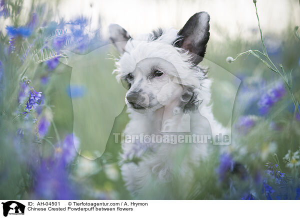 Chinese Crested Powderpuff zwischen Blumen / Chinese Crested Powderpuff between flowers / AH-04501