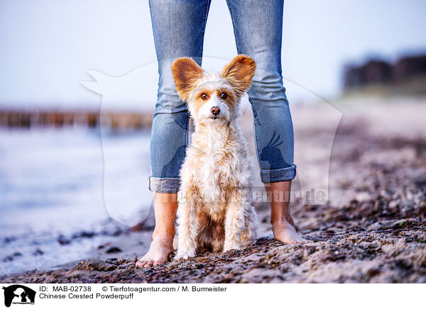 Chinese Crested Powderpuff / Chinese Crested Powderpuff / MAB-02738
