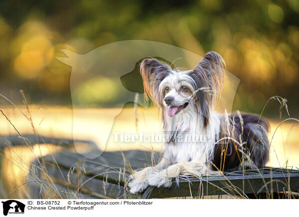 Chinese Crested Powderpuff / Chinese Crested Powderpuff / BS-08752