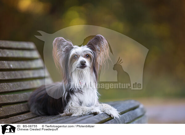 Chinese Crested Powderpuff / Chinese Crested Powderpuff / BS-08755
