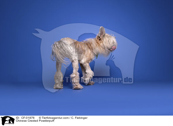 Chinese Crested Powderpuff / CF-01876