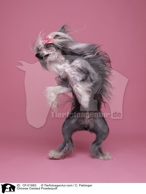 Chinese Crested Powderpuff / Chinese Crested Powderpuff / CF-01883