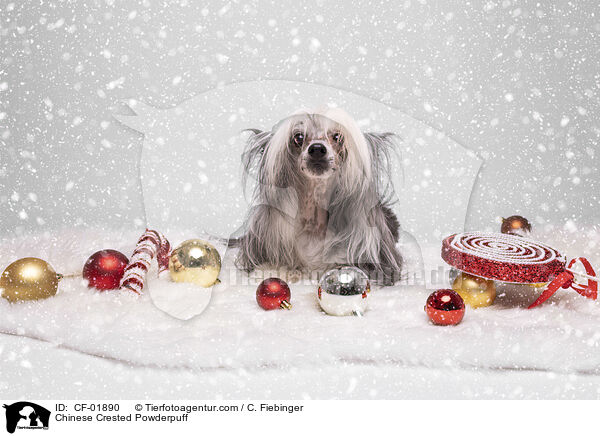 Chinese Crested Powderpuff / Chinese Crested Powderpuff / CF-01890