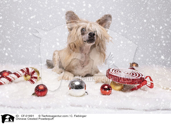 Chinese Crested Powderpuff / Chinese Crested Powderpuff / CF-01891