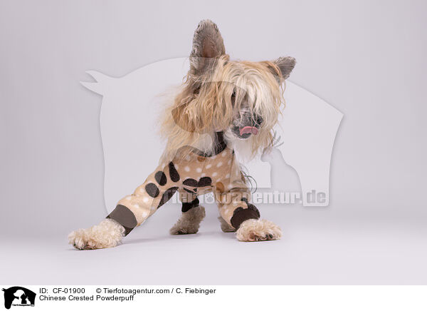 Chinese Crested Powderpuff / Chinese Crested Powderpuff / CF-01900