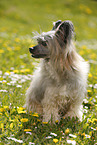 sitting Chinese Crested Powderpuff