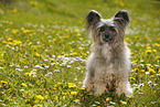 sitting Chinese Crested Powderpuff