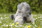 snuffling Chinese Crested Powderpuff