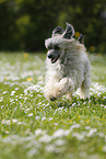 running Chinese Crested Powderpuff