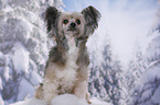 sitting Chinese Crested Powderpuff