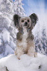 sitting Chinese Crested Powderpuff