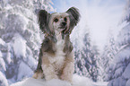 sitting Chinese Crested Powderpuff