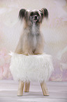 sitting Chinese Crested Powderpuff