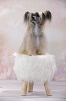 sitting Chinese Crested Powderpuff