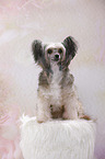 sitting Chinese Crested Powderpuff
