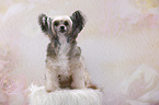 sitting Chinese Crested Powderpuff
