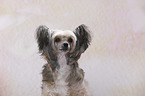 Chinese Crested Powderpuff Portrait