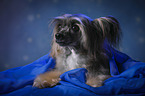 lying Chinese Crested Powderpuff