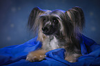 lying Chinese Crested Powderpuff