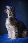 sitting Chinese Crested Powderpuff