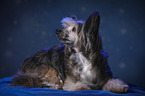 lying Chinese Crested Powderpuff