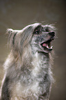 Chinese Crested Powderpuff Portrait
