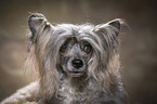 Chinese Crested Powderpuff Portrait