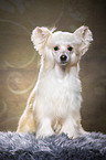 sitting Chinese Crested Powderpuff