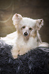 lying Chinese Crested Powderpuff