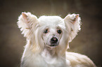 Chinese Crested Powderpuff Portrait