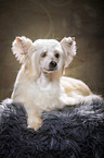 lying Chinese Crested Powderpuff